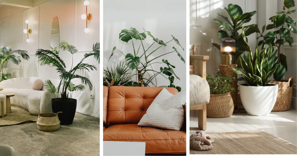 Indoor Plants