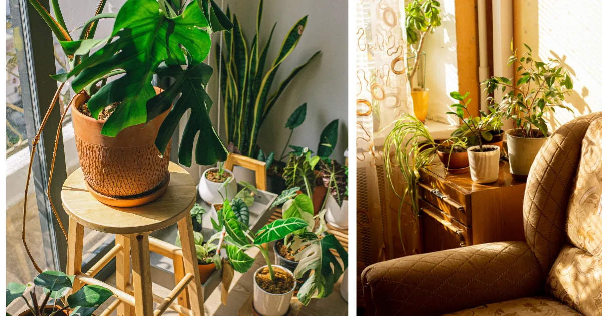 Indoor Plants a perfect cozy vibe